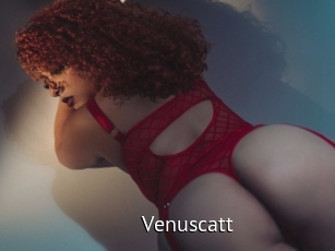 Venuscatt